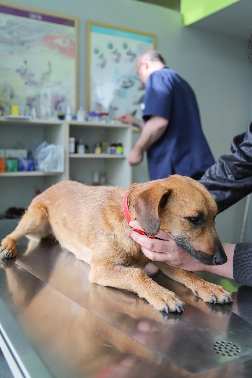 Dierenkliniek in Amsterdam