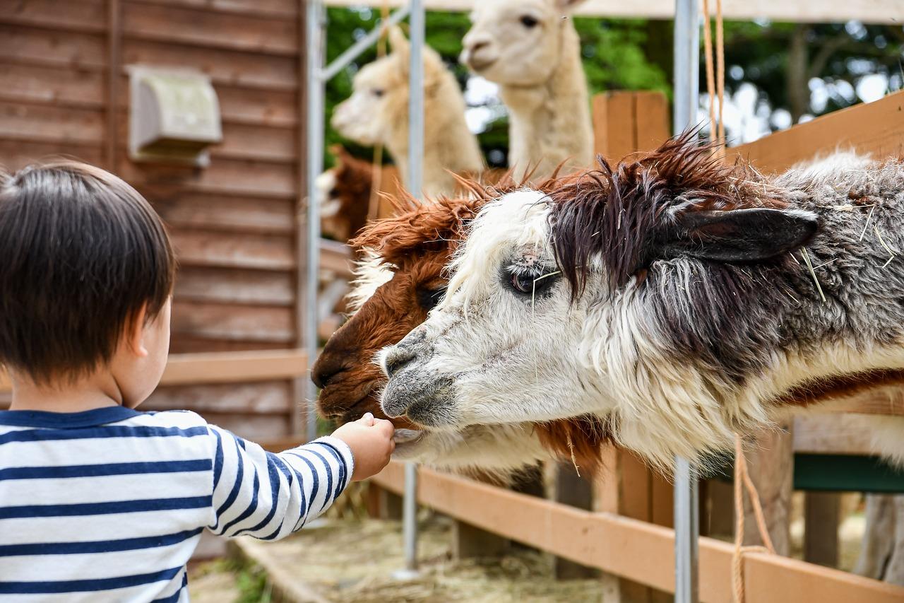 Kinderboerderij in Amsterdam