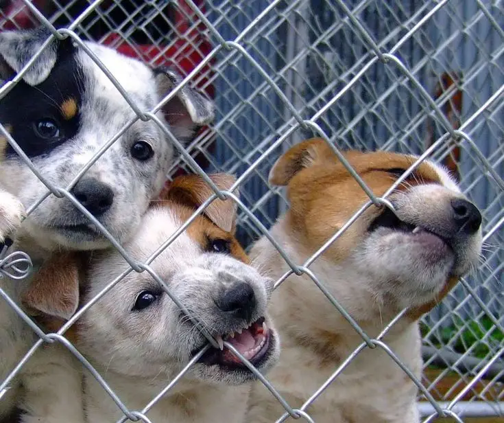 Hondenfokker in Amsterdam
