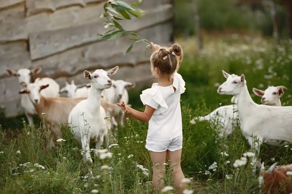 Kinderboerderij in Amsterdam