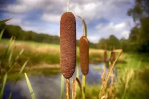 Boslandschap op de Veluwe met groene natuur en rust, een populaire vakantiebestemming in Nederland